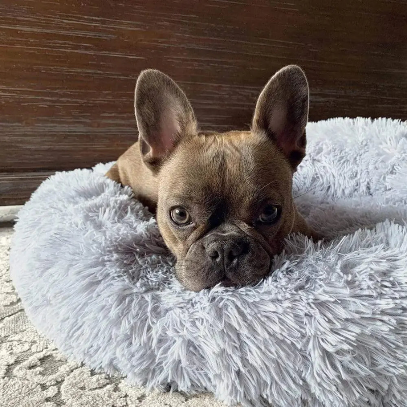 Cama Anti Estrés para tu Perrijo